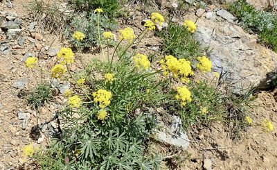 Lomatium brandegeei, photographed by John Brew