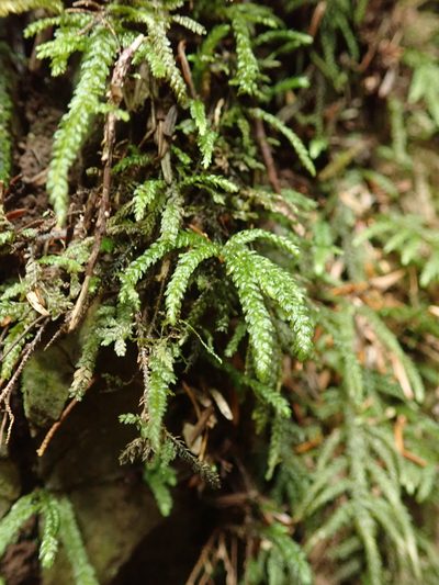 Thamnobryum neckeroides, photographed by Randal
