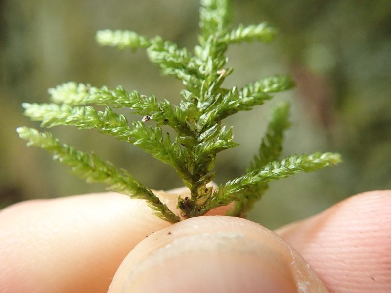 Thamnobryum neckeroides, photographed by Randal