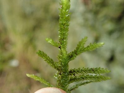 Thamnobryum neckeroides, photographed by Randal