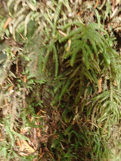 Thamnobryum neckeroides, photographed by Randal