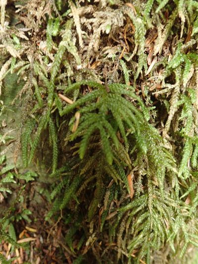 Thamnobryum neckeroides, photographed by Randal