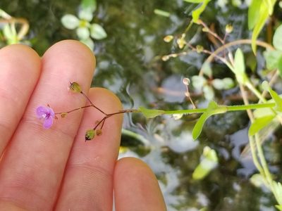 Murdannia spirata, photographed by Nash Turley