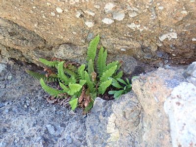 Polystichum lemmonii, photographed by John Brew