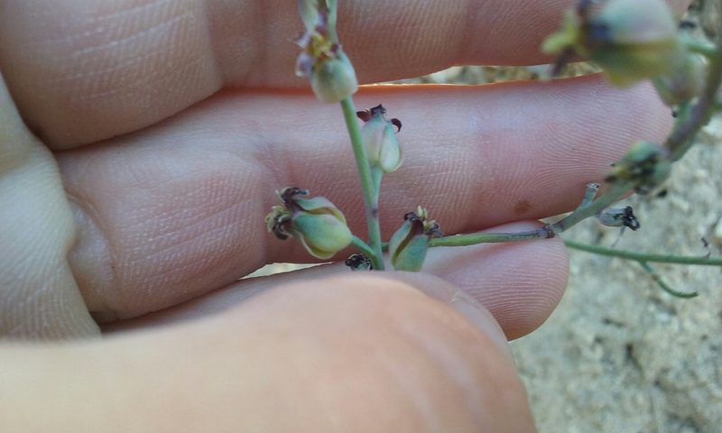 Streptanthus medeirosii, photographed by rockybajada