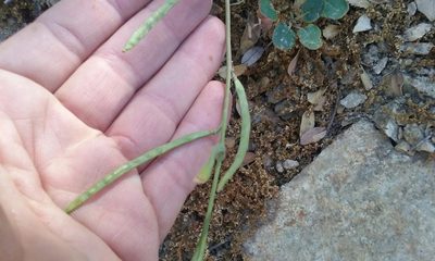 Streptanthus medeirosii, photographed by rockybajada