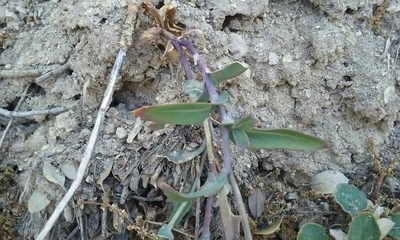 Streptanthus medeirosii, photographed by rockybajada