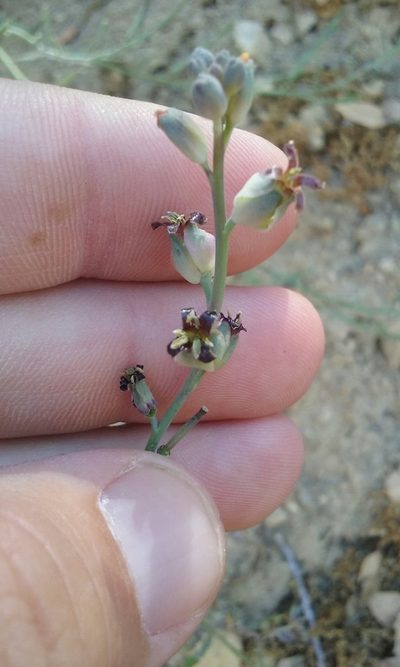Streptanthus medeirosii, photographed by rockybajada
