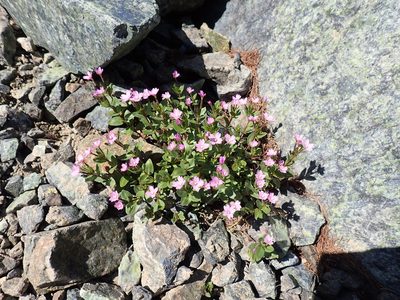 Epilobium clavatum, photographed by John Brew