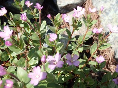 Epilobium clavatum, photographed by John Brew