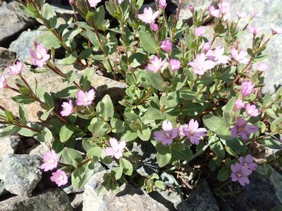 Epilobium clavatum, photographed by John Brew