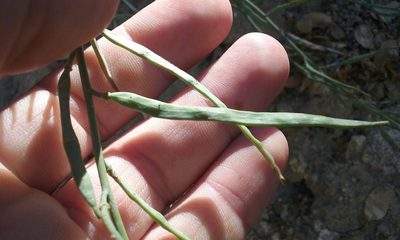 Streptanthus medeirosii, photographed by rockybajada