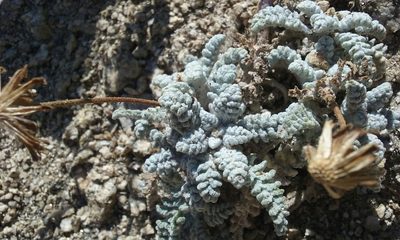 Chaenactis santolinoides, photographed by rockybajada