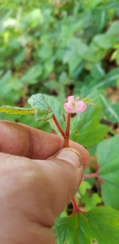 Begonia pedata, photographed by Eugenio Padilla