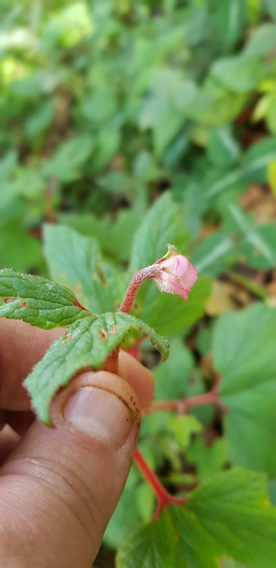 Begonia pedata, photographed by Eugenio Padilla