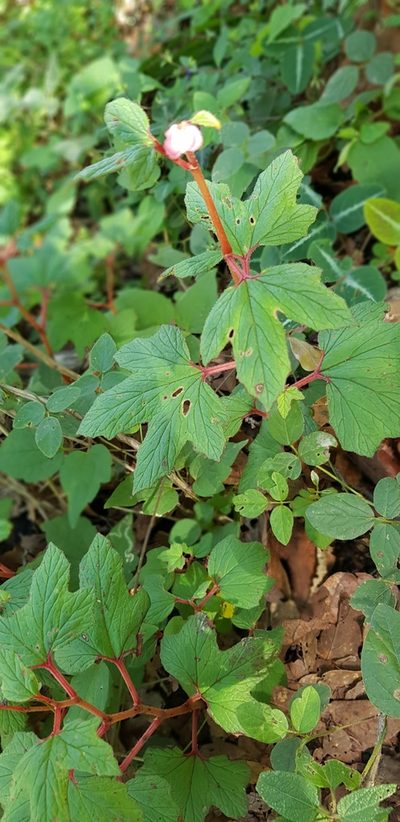 Begonia pedata, photographed by Eugenio Padilla
