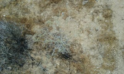 Eriogonum plumatella, photographed by rockybajada