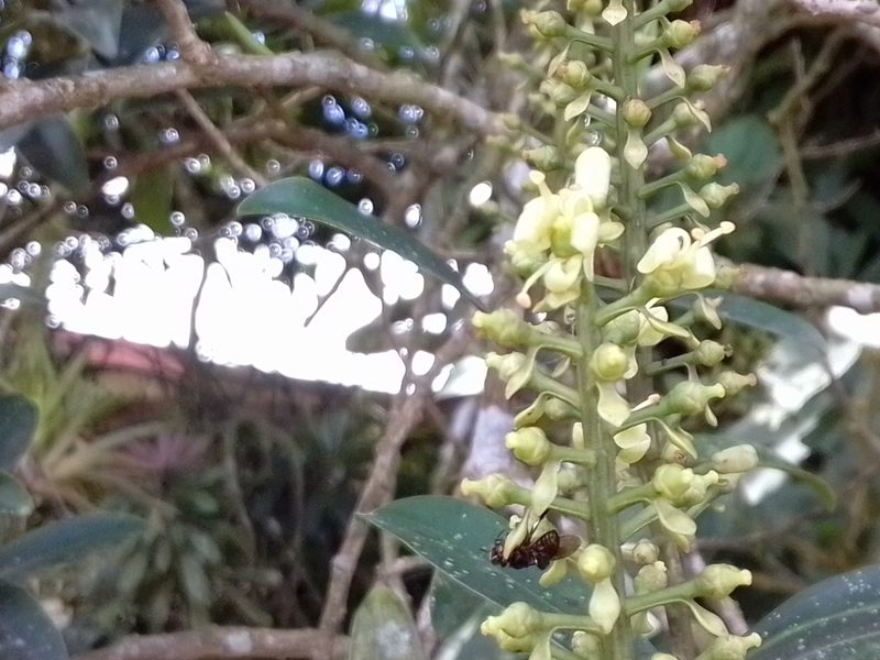 Ruyschia phylladenia, photographed by Arthur de Jesús Chavarría Pérez