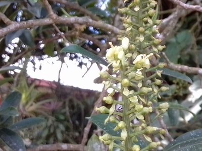 Ruyschia phylladenia, photographed by Arthur de Jesús Chavarría Pérez