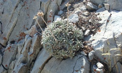 Eriogonum callistum, photographed by rockybajada