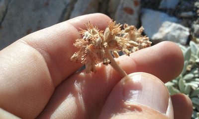Eriogonum callistum, photographed by rockybajada