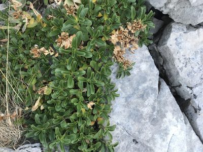 Penstemon ellipticus, photographed by Jesse Grove