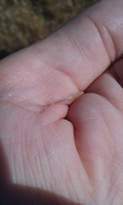 Eriocoma latiglumis, photographed by rockybajada