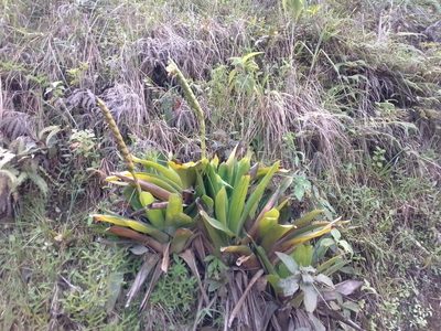 Werauhia gladioliflora, photographed by Arthur de Jesús Chavarría Pérez
