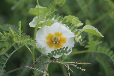 Physalis acutifolia, photographed by José Belem Hernández Díaz