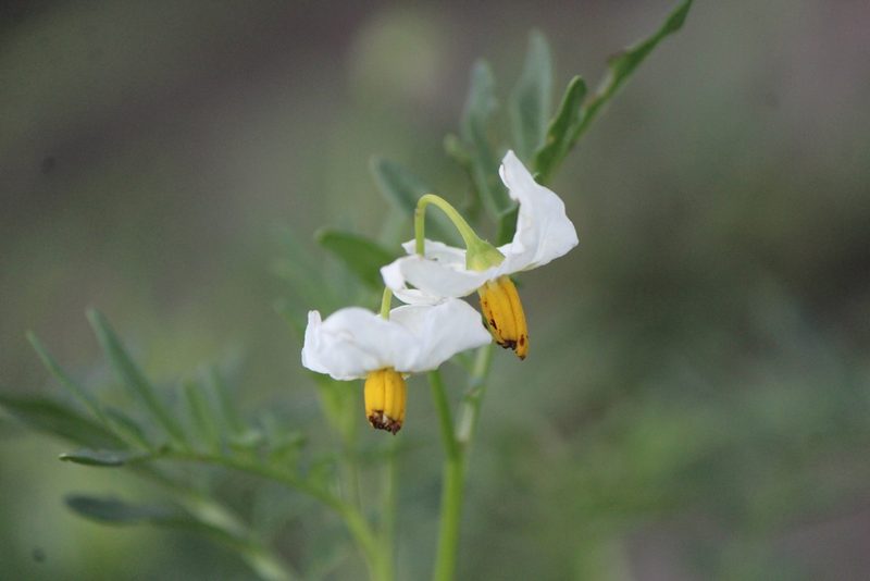 Solanum pinnatisectum, photographed by José Belem Hernández Díaz