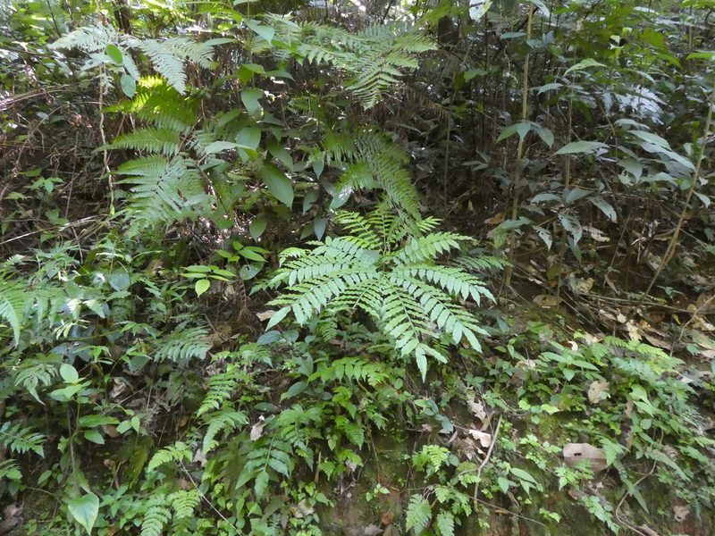 Angiopteris fokiensis, photographed by Aaron Liston