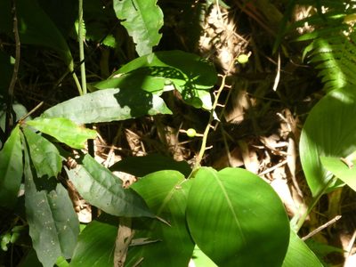 Alpinia chinensis, photographed by Aaron Liston