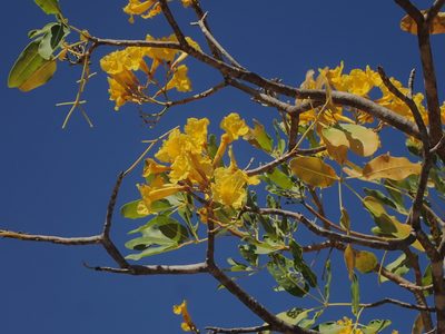 Tabebuia aurea, photographed by Tsssss