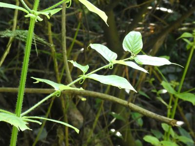 Uncaria hirsuta, photographed by Aaron Liston