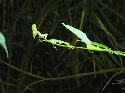 Uncaria hirsuta, photographed by Aaron Liston