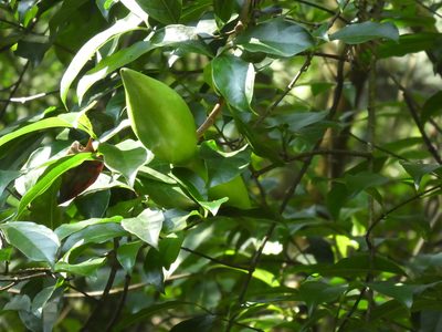 Strophanthus divaricatus, photographed by Aaron Liston