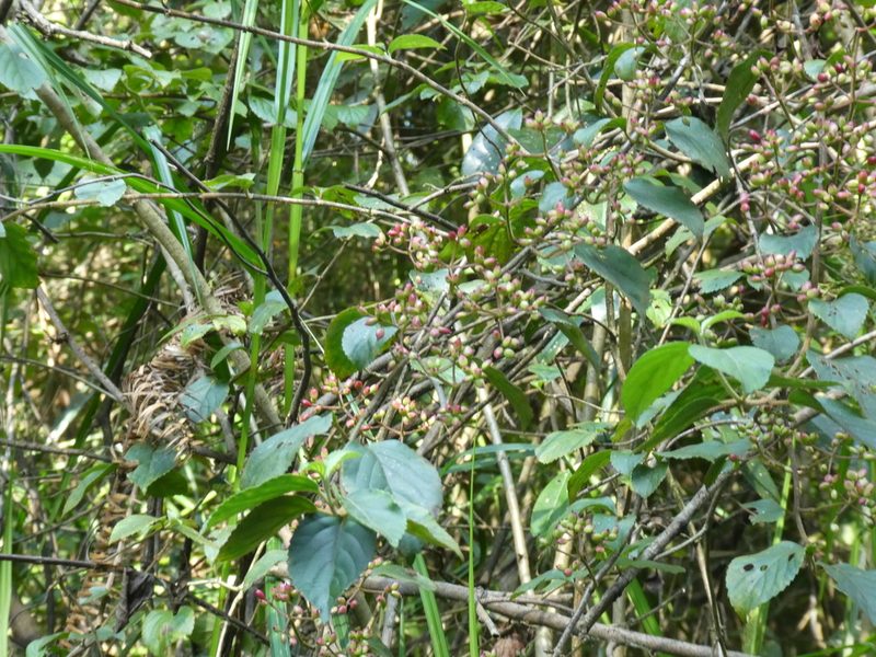 Viburnum hanceanum, photographed by Aaron Liston