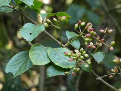 Viburnum hanceanum, photographed by Aaron Liston