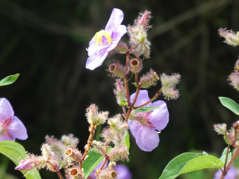 Osbeckia stellata, photographed by Aaron Liston