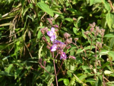 Osbeckia stellata, photographed by Aaron Liston