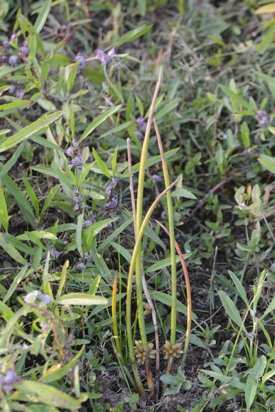 Schoenoplectiella articulata, photographed by S.MORE