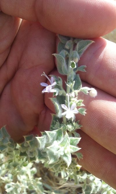 Trichostema ovatum, photographed by rockybajada