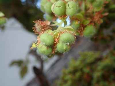 Curatella americana, photographed by Tsssss
