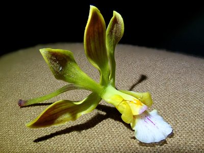 Encyclia gonzalezii, photographed by Tsssss