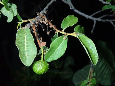 Brosimum gaudichaudii, photographed by Tsssss