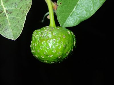 Brosimum gaudichaudii, photographed by Tsssss