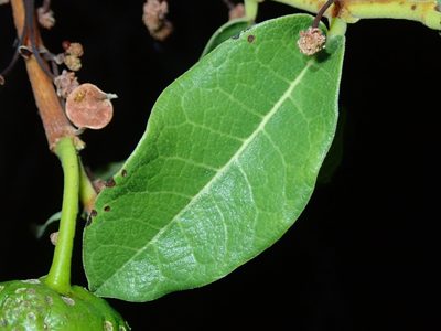 Brosimum gaudichaudii, photographed by Tsssss