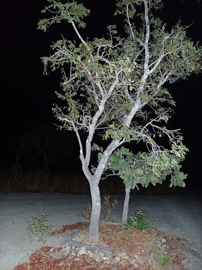 Brosimum gaudichaudii, photographed by Tsssss