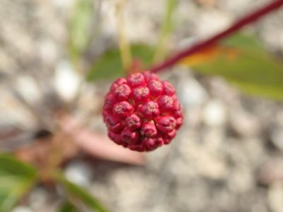Calliandra longipes, photographed by Tsssss