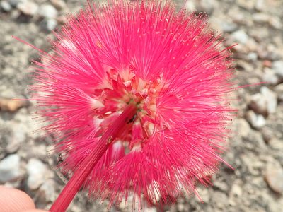 Calliandra longipes, photographed by Tsssss